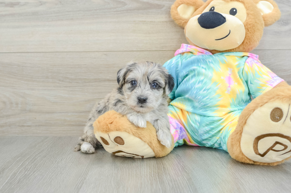 5 week old Yorkie Poo Puppy For Sale - Florida Fur Babies