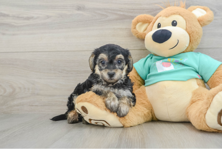 Sweet Yorkie Poo Baby