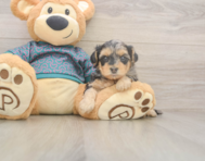 7 week old Yorkie Poo Puppy For Sale - Florida Fur Babies