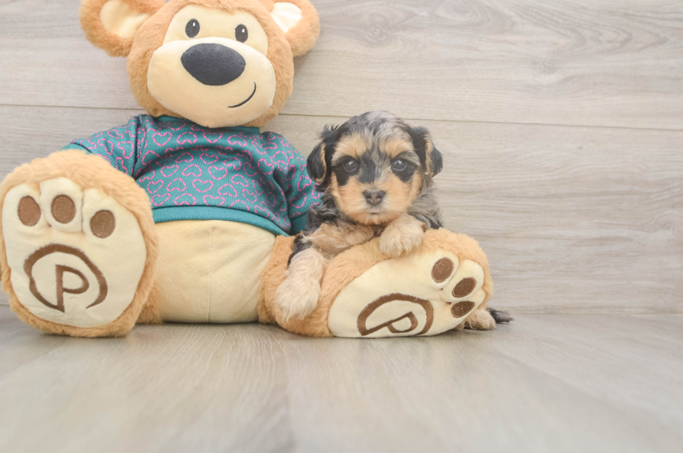 5 week old Yorkie Poo Puppy For Sale - Florida Fur Babies