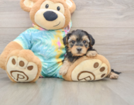 8 week old Yorkie Poo Puppy For Sale - Florida Fur Babies