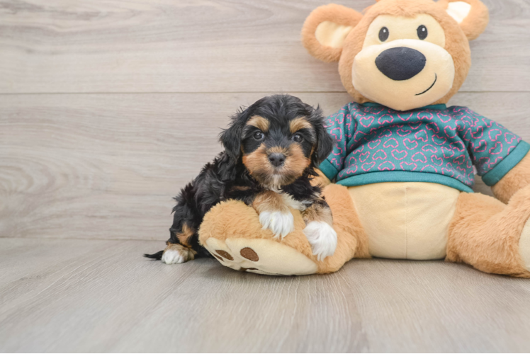Yorkie Poo Puppy for Adoption