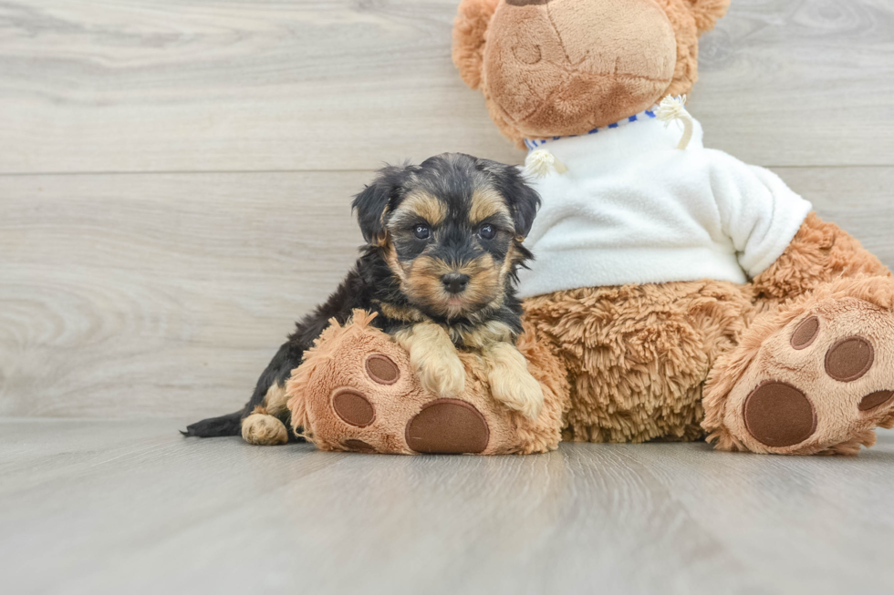 Sweet Yorkie Poo Baby