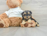 6 week old Yorkie Poo Puppy For Sale - Florida Fur Babies