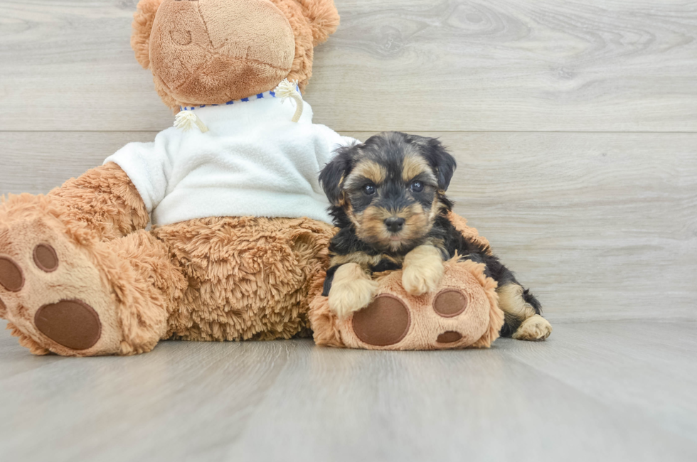 8 week old Yorkie Poo Puppy For Sale - Florida Fur Babies