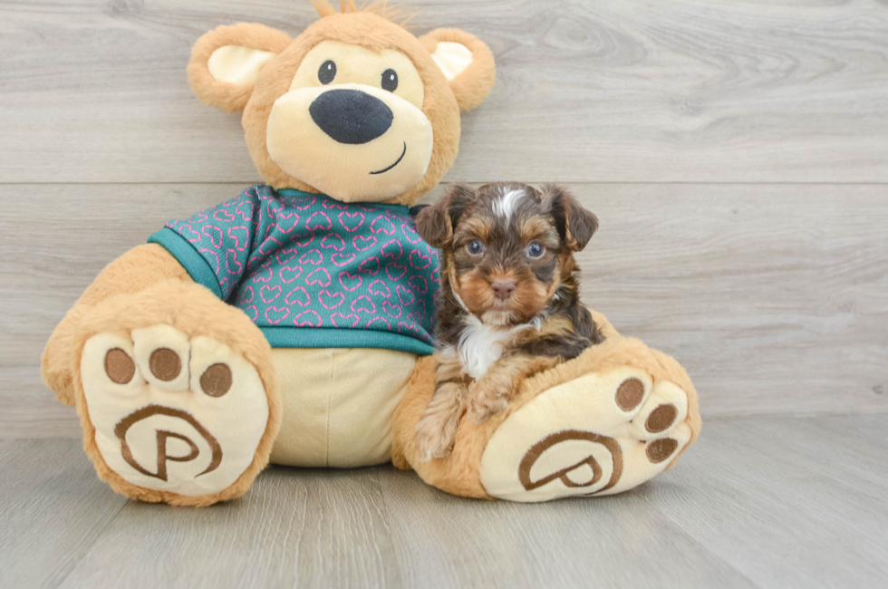 5 week old Yorkie Poo Puppy For Sale - Florida Fur Babies