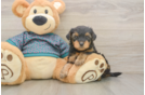 Best Yorkie Poo Baby