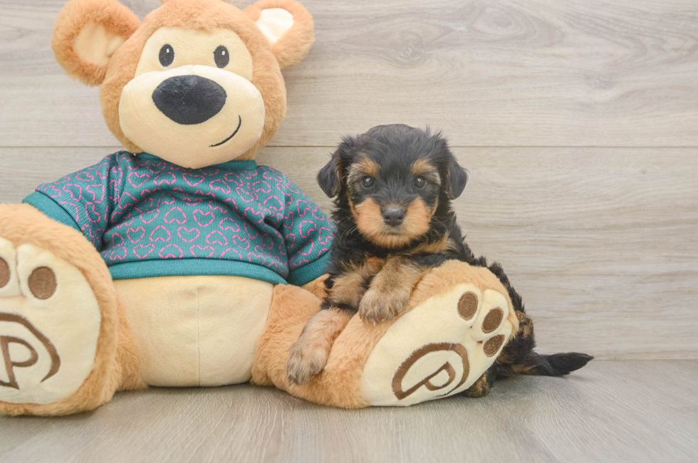 5 week old Yorkie Poo Puppy For Sale - Florida Fur Babies