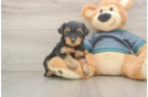 Yorkie Poo Puppy for Adoption