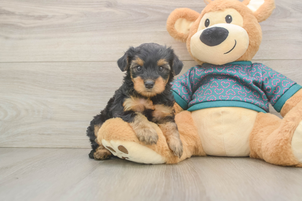 Yorkie Poo Puppy for Adoption