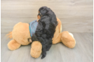 Playful Yo Yo Poo Poodle Mix Puppy