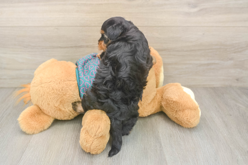 Playful Yo Yo Poo Poodle Mix Puppy