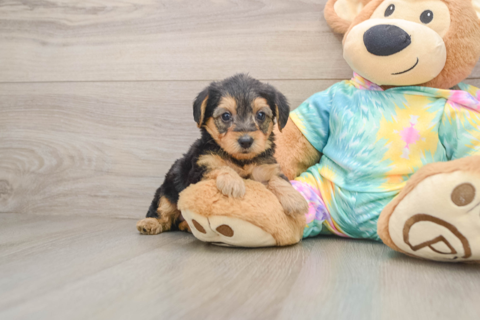 Best Yorkie Poo Baby