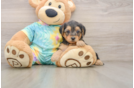 Best Yorkie Poo Baby