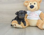 6 week old Yorkie Poo Puppy For Sale - Florida Fur Babies