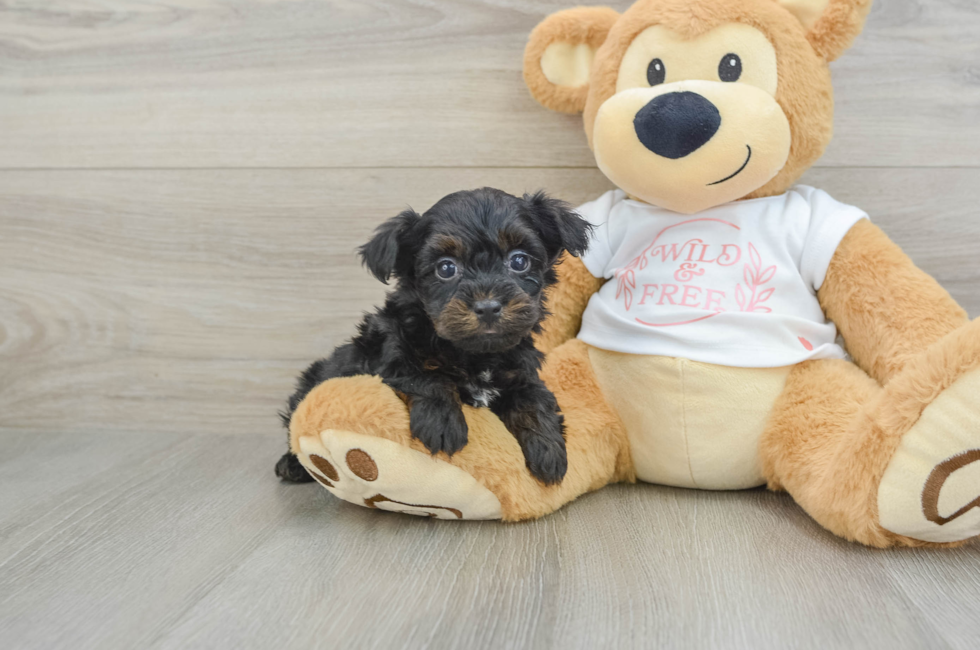 6 week old Yorkie Poo Puppy For Sale - Florida Fur Babies