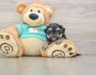 7 week old Yorkie Poo Puppy For Sale - Florida Fur Babies