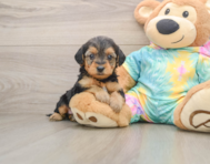 8 week old Yorkie Poo Puppy For Sale - Florida Fur Babies