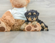 8 week old Yorkie Poo Puppy For Sale - Florida Fur Babies