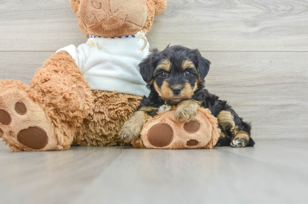 8 week old Yorkie Poo Puppy For Sale - Florida Fur Babies