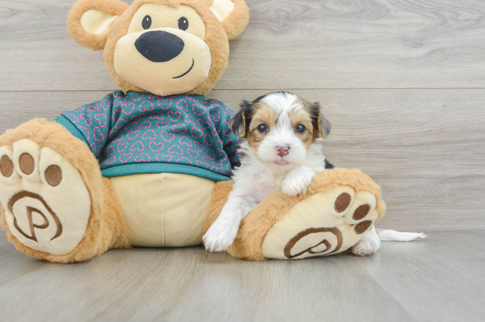 6 week old Yorkie Poo Puppy For Sale - Florida Fur Babies