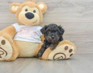 6 week old Yorkie Poo Puppy For Sale - Florida Fur Babies