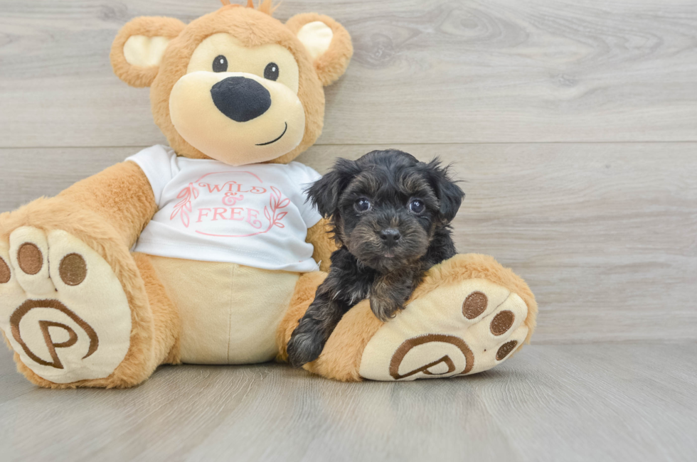 6 week old Yorkie Poo Puppy For Sale - Florida Fur Babies