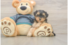 Best Yorkie Poo Baby