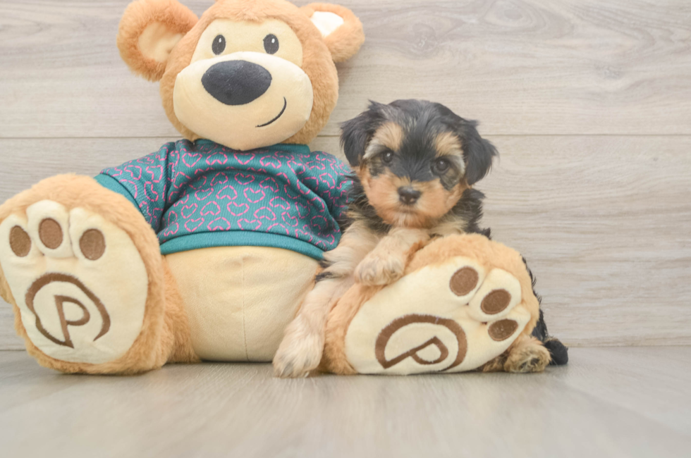 5 week old Yorkie Poo Puppy For Sale - Florida Fur Babies
