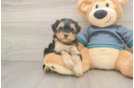 Yorkie Poo Pup Being Cute