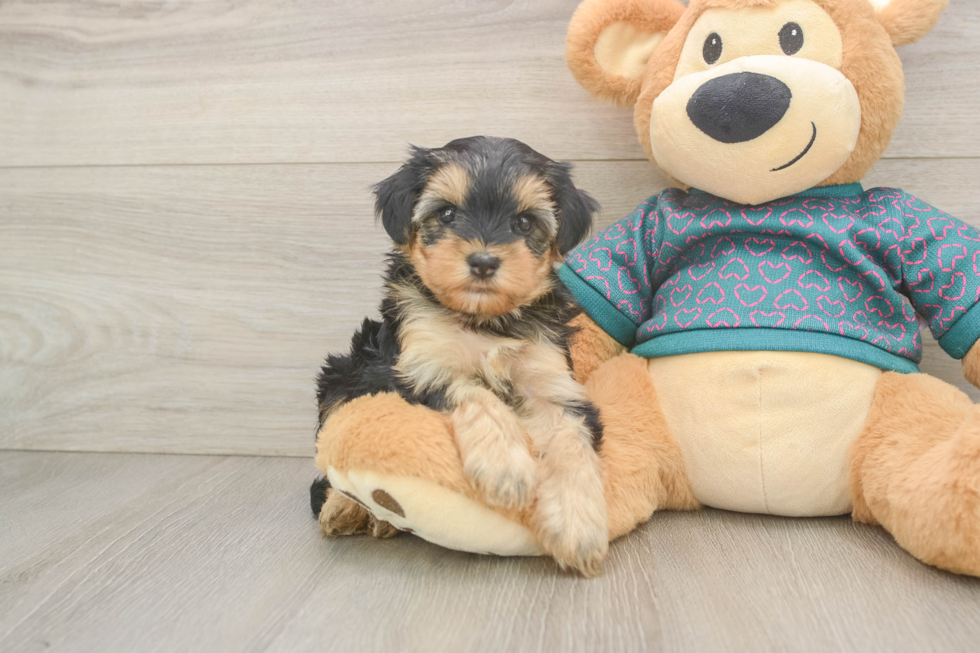 Yorkie Poo Pup Being Cute