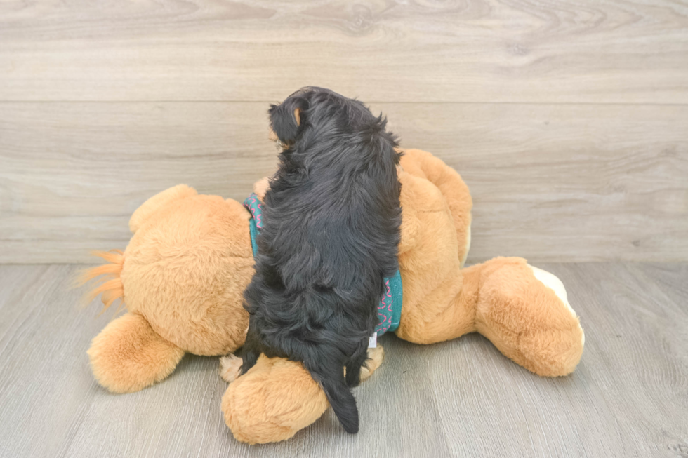Yorkie Poo Pup Being Cute