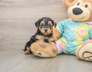 8 week old Yorkie Poo Puppy For Sale - Florida Fur Babies