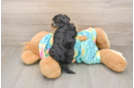 Happy Yorkie Poo Baby