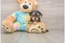 Best Yorkie Poo Baby