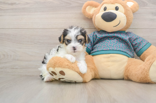 Friendly Yorkie Poo Baby