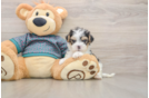 Yorkie Poo Puppy for Adoption