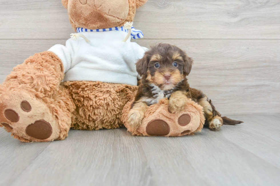 7 week old Yorkie Poo Puppy For Sale - Florida Fur Babies
