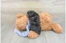 Yorkie Poo Puppy for Adoption