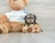 8 week old Yorkie Poo Puppy For Sale - Florida Fur Babies