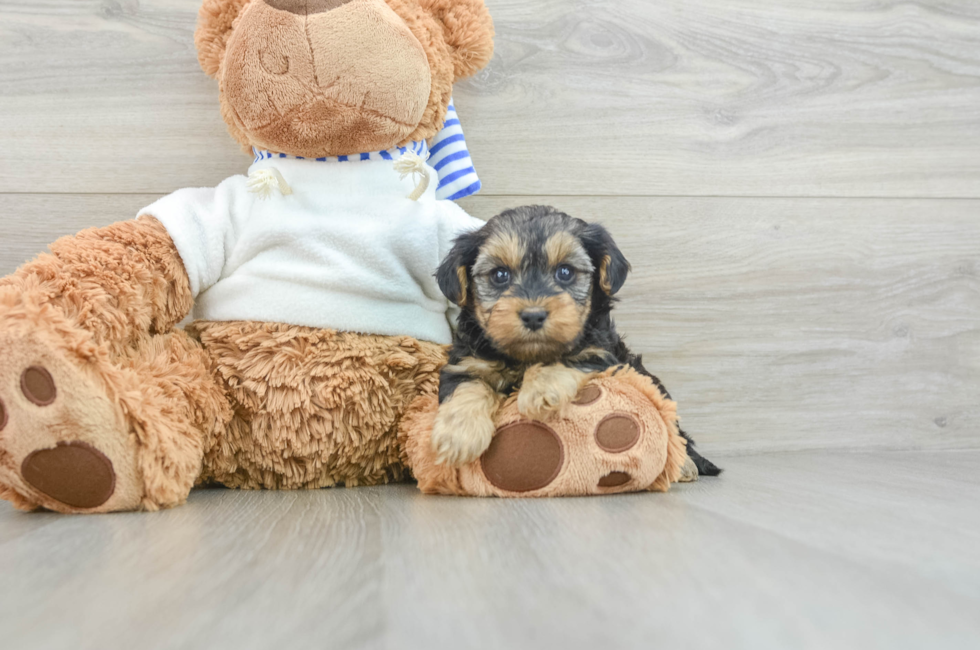 8 week old Yorkie Poo Puppy For Sale - Florida Fur Babies