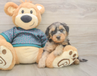 7 week old Yorkie Poo Puppy For Sale - Florida Fur Babies