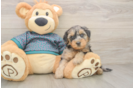 Best Yorkie Poo Baby