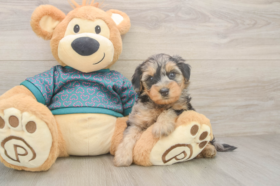 Best Yorkie Poo Baby