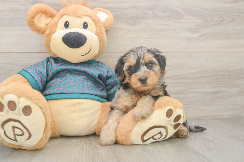 5 week old Yorkie Poo Puppy For Sale - Florida Fur Babies