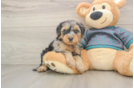 Energetic Yorkipoo Poodle Mix Puppy