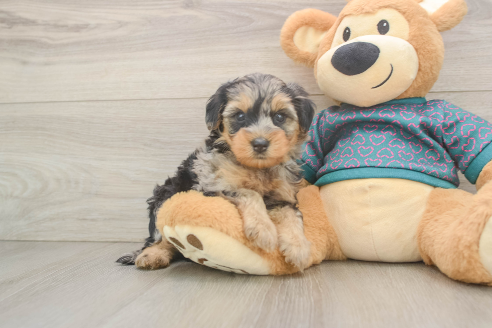 Energetic Yorkipoo Poodle Mix Puppy