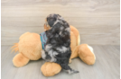 Yorkie Poo Pup Being Cute