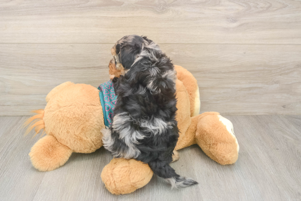 Yorkie Poo Pup Being Cute