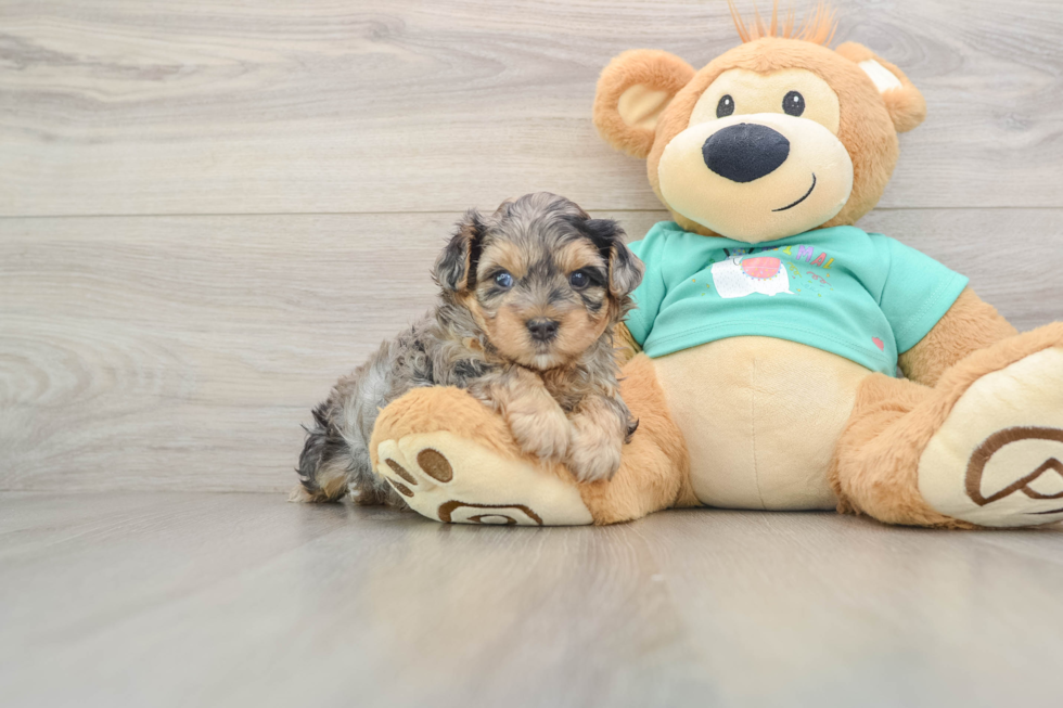 Yorkie Poo Puppy for Adoption